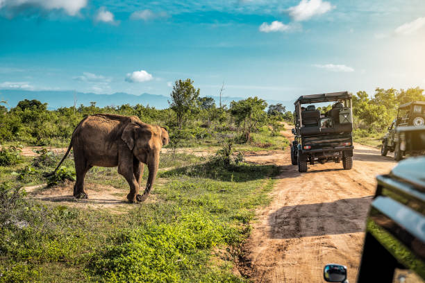 Live cute elephant on safari tour. Udawalawe Sri Lanka. Vacation theme