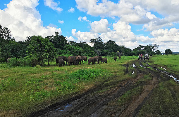 Minneriya National Park is in North Central Province of Sri Lanka.
