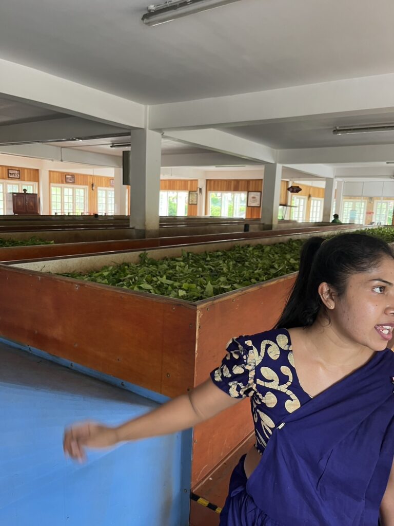 ギガラマ紅茶工場の日本語ガイド